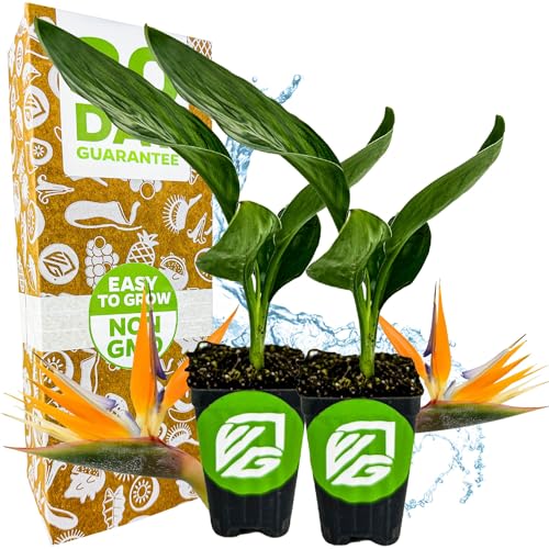 Orange Bird of Paradise Live Plant - Strelitzia Reginae by Wellspring Gardens - Tropical Flowering Perennial Exotic Indoor/Outdoor Houseplant Easy Care Low Maintenance (2-Pack)