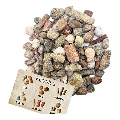 Fossil Mix 1 lb Bag Cover