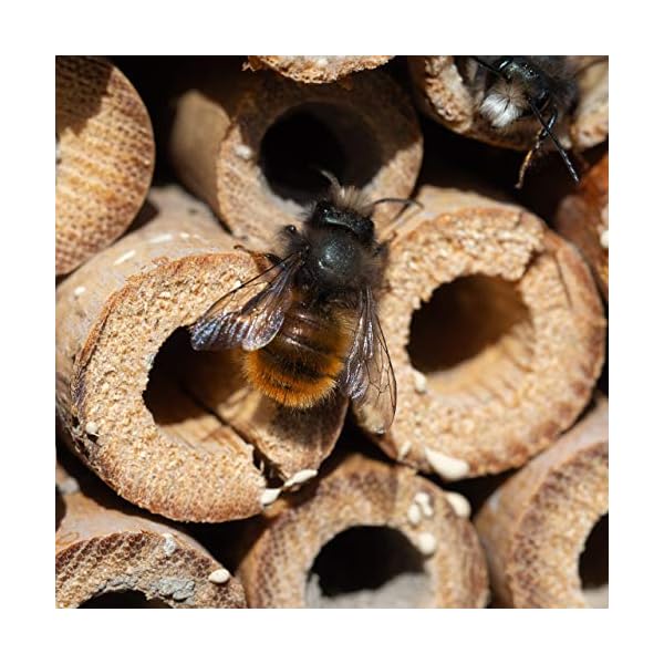 Relaxdays Insektenhotel, Nisthilfe Wildbienen & Schmetterlinge, hängend o. stehend, Garten, HBT: 20 x 13,5 x 10cm, Natur – Bild 6