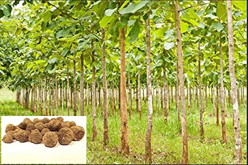 Buy SRI SAI FORESTRY - Teak Wood(Sagwan, Sagvan, Tectona Grandis) Tree ...