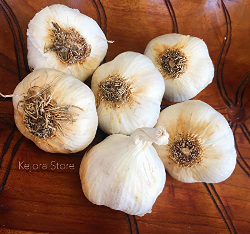 KEJORA Fresh Garlic Bulbs for Planting OR Eating and Cooking - Qty :