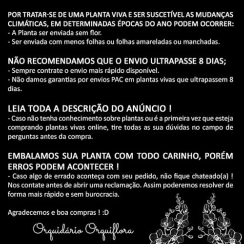 Muda Jiboia Prateada Scindapsus Pictus Planta Rara Natural