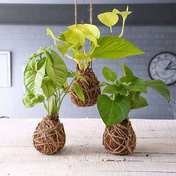 Mphmi NCR Live Plants Flower Pack of 3 Trendy Moss Balls - Kokedama Kokedama Syngonium Cream allusion, Syngonium Cream Money Plant Golden, Scindapsus Golden Money Plant, Scindapsus (B0CF2T4LCT) Amazon Price History, Amazon Price Tracker