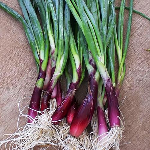 Green Onion Scallion Seeds Scarlet Bandito - Produces a Beautiful Scarlet red hue with flecks of White Making Any Salad or Dish pop!