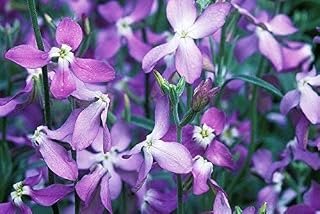 100+ Purple Evening Or Night Scented Stock Flower Seeds/Annual/Matthiola