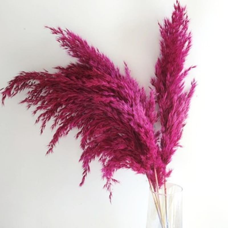 Pampas Grass 45cm Multicolor Pack de 5 miniatura 6