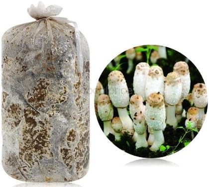 Mini Mushroom Growing Kit