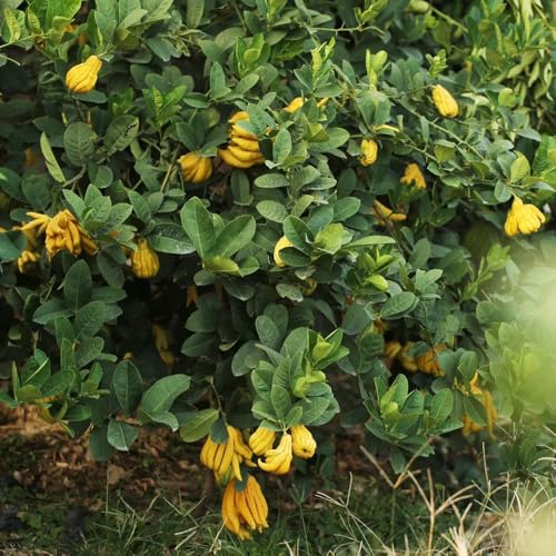 Semillas de limón de la mano de Buda - Semillas de bergamota - maceta de,árbol para jardín Semillas de,resistentes para jardín. 150pcs
