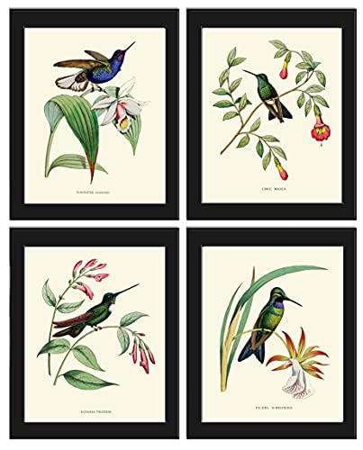 Hummingbird Flower Print Set of 4 Wall Art Home Decor Antique Vintage Beautiful Tropical Garden Botanical Illustration in Pink Green Interior Design to Frame NDO (4x6)