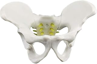 Anatomy Model, 1: 1 Life-Size Pool Model Small Pool with Spinal Nerves and Spine, Tail Nerve Model Anatomical Model of Skeleton Anatomy Model Medical Teaching for Medical Demonstration
