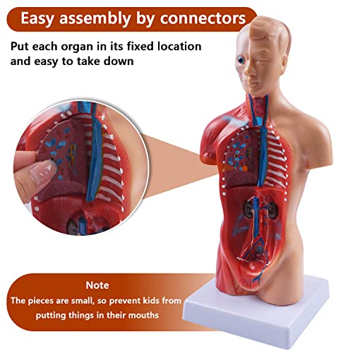 Image of breesky 10.5inch Medical Torso Human Body Model Anatomy 15 Removable Parts Education Organs Model for Teaching Study Class Students (Red)