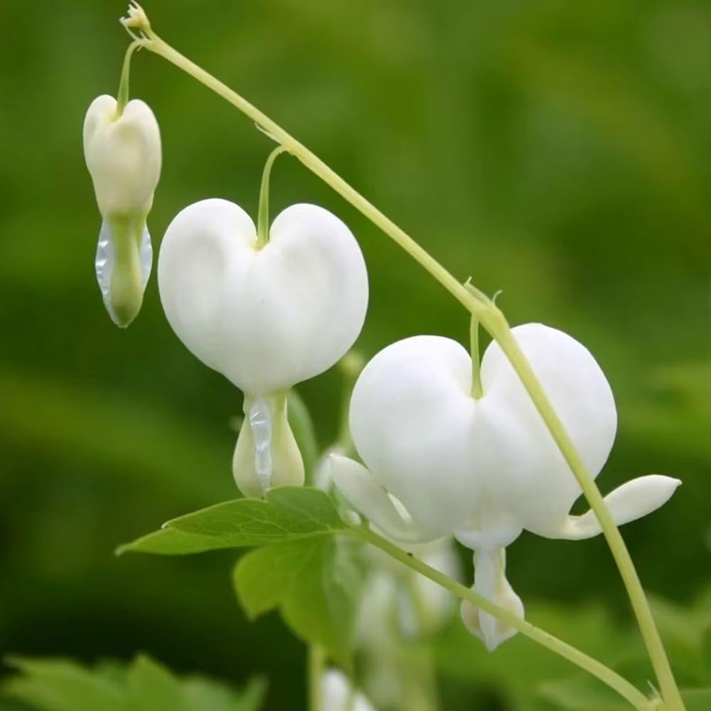 Plant Theory 9cm Pot Dicentra Spectabilis Alba Bleeding Heart Lamprocapnos Perennial