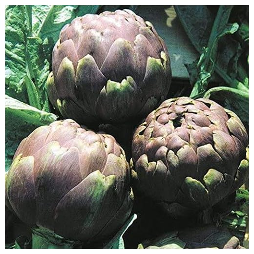 Semi Sementi Di Carciofo Violetto Di Romagna Francesino