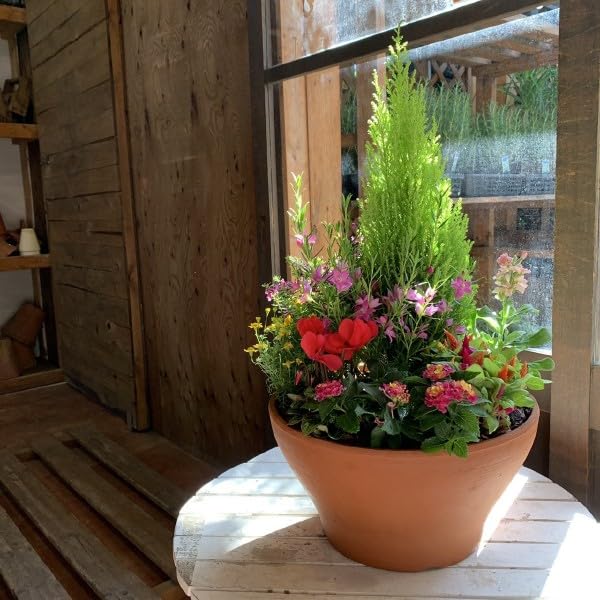 Amazon｜季節のお花でおまかせ寄せ植え コニファー ゴールドクレスト