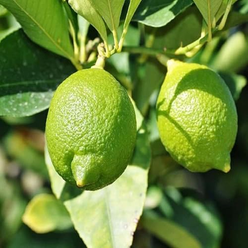 Image of IXORA Nimbu Kagzi Lemon All Time Lemon Variety Fruit (Air Layering /Grafted) Live Plants & Tree(1-2 Ft Size)