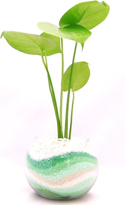 Amazon 観葉植物 モンステラ ガラス植えs 水耕栽培 グリーン Pesimari Garden 栽培キット 通販
