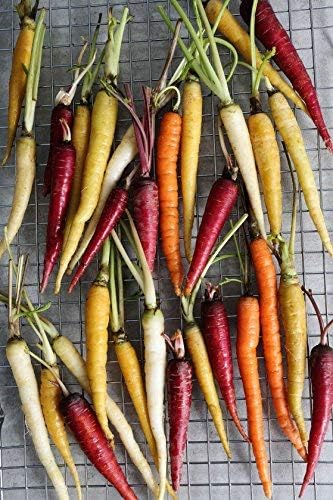 Rainbow Carrot Mix - 500 Seeds - Red, Orange, Yellow, White, and Purple Carrots by RDR Seeds