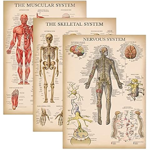 Palace Learning Vintage Anatomy Poster Set Cover
