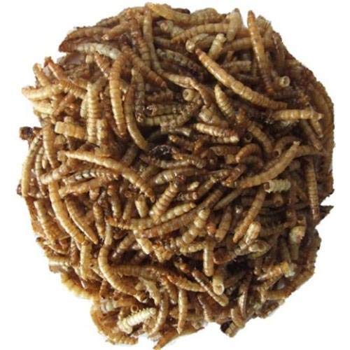 Mehlwürmer getrocknetes Reptilienfutter Fischfutter Teichfutter Schildkröten FD (10 kg)