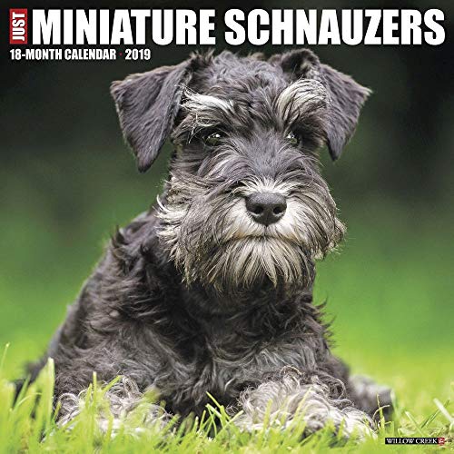 Just Miniature Schnauzers 2019 Wall Calendar (Dog Breed Calendar)