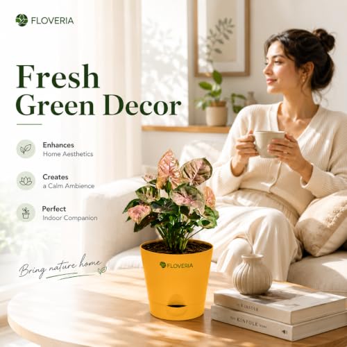 Image of Syngonium Pink Plant Live with Pot | Indoor Plants for Home | Live Plants with Pots | Indoor Plants with Pots for Home | Office Desk Decorative Items | Low Maintenance Air Purifying