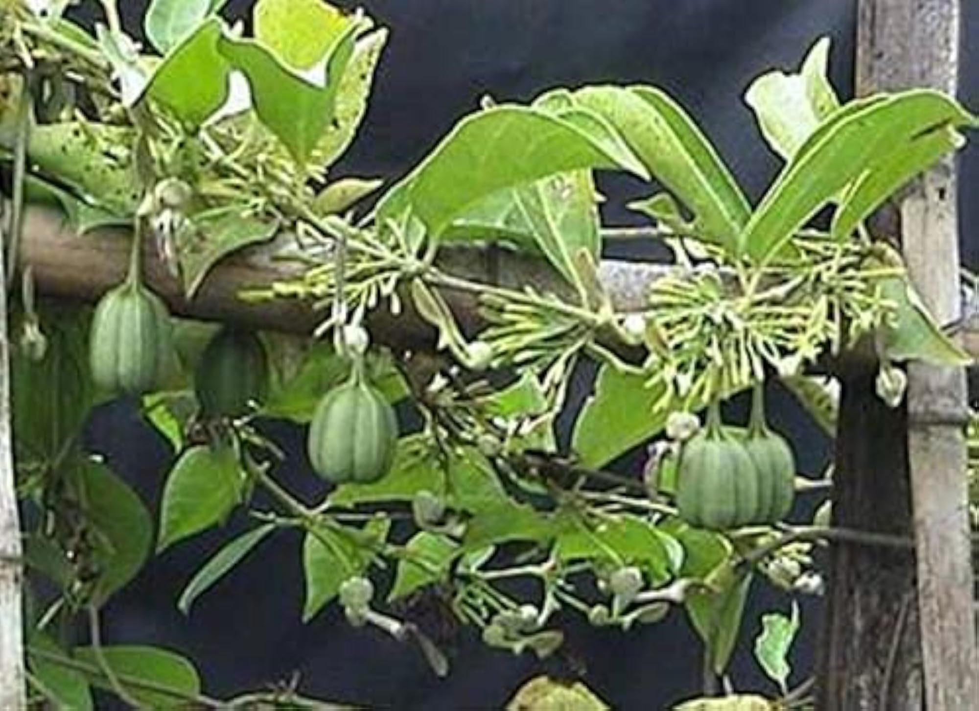 Eswaramooli Powder, Pure & Natural