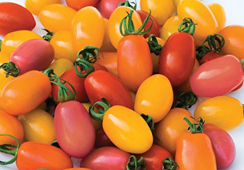 Viridis Hortus - Tomato VH Rainbow Mix 12 Vegetable Fruit Seeds