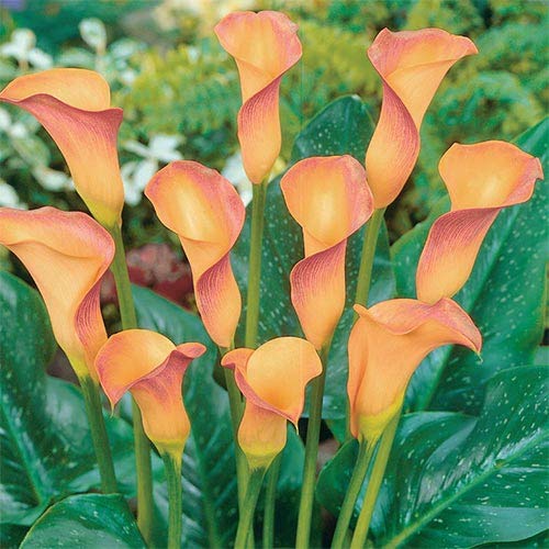 See full amazon price history chart for imported live flower bulbs Calla Lily Elegance and Beauty for Your Home Gardening pack of 2 Apricot Lady imported live flower bulbs Calla Lily Elegance and Beauty for Your Home Gardening pack of 2 Apricot Lady (B0CGVFF495) Amazon Price History, Amazon Price Tracker