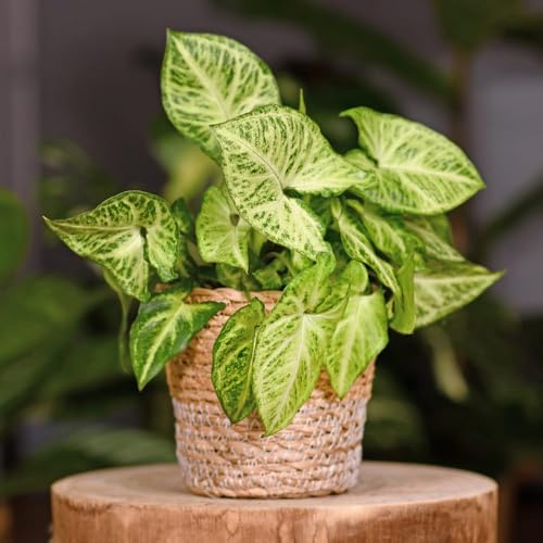 Syngonium Indoor Live Plant for Home Office Living Room Bedroom G...