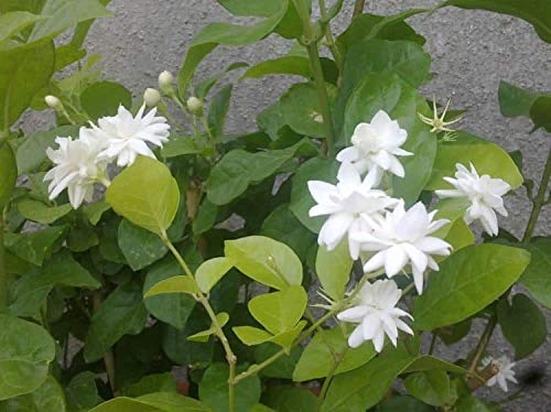 Aiden Gardens Jasmine Flower Plant Arabian Mogra Double Evergreen Shrub Exotic Rare Plants Garden Plant 1 Healthy Live Plant (B09671KV8G) Amazon Price History, Amazon Price Tracker