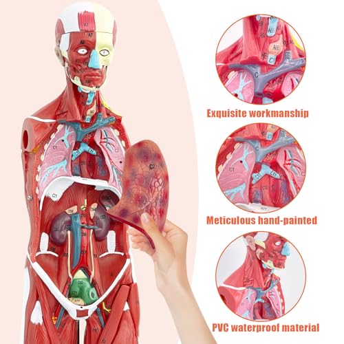 Image of SFXYJ Human Anatomy Muscle Model, 27 Part 1 /2 Life Size 33 inch Human Body Muscular System Model with Removable and Muscle Anatomy Includes Detailed Color Product Manual for Medical Educational Training