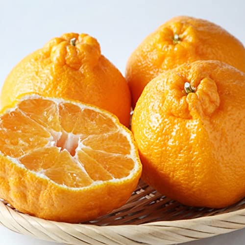 Qauzuy Garden 50 Premium Citrus Mandarin Orange Tree Seeds For Planting | Tasty & High Yield Organic Non-Gmo Heirloom Fruit Seeds For Planting Garden Home Outdoor #TOP1