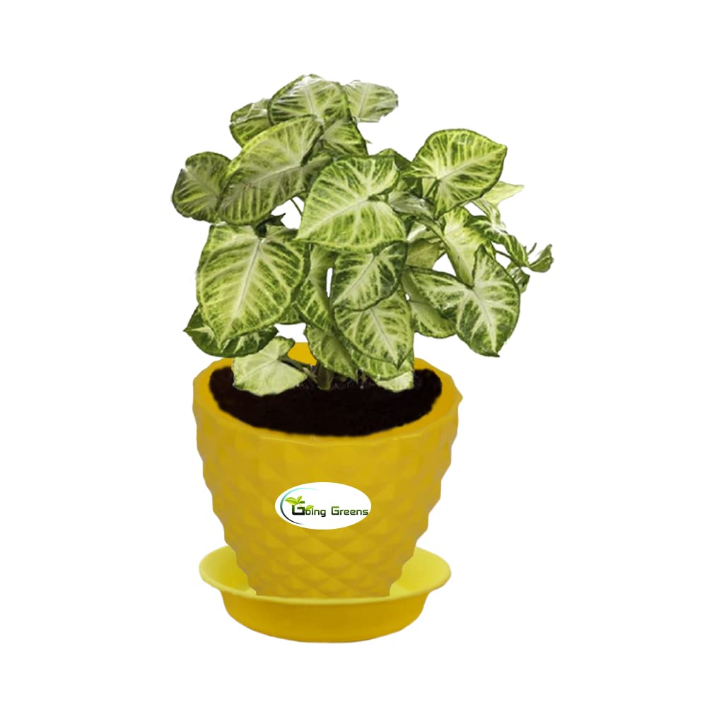 Going Greens Good Luck Air Purifying Syngonium Variegated Plant with Yellow Fibre Pot (B09X795DHS) Amazon Price History, Amazon Price Tracker