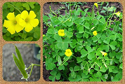 Yellow Wood Sorrel Oxalis Stricta Organic Seeds Aka Lemon Grass Lemon Clover And False Shamrock Edible Flowers Leaves Woodsorrel Buy Online In Angola At Desertcart
