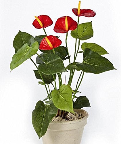 Künstliche Anthurium de Luxe ca. 55cm im schönen Topf - Spitzen Qualität Kunstpflanzen