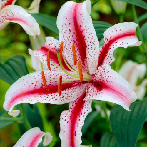 Bulbi di giglio Dizzy (10 pièces), esclusivi bulbi di fiori perenni resistenti provenienti dall'Olanda per la coltivazione in giardino e in vaso (grandi, senza semi, non artificiali)