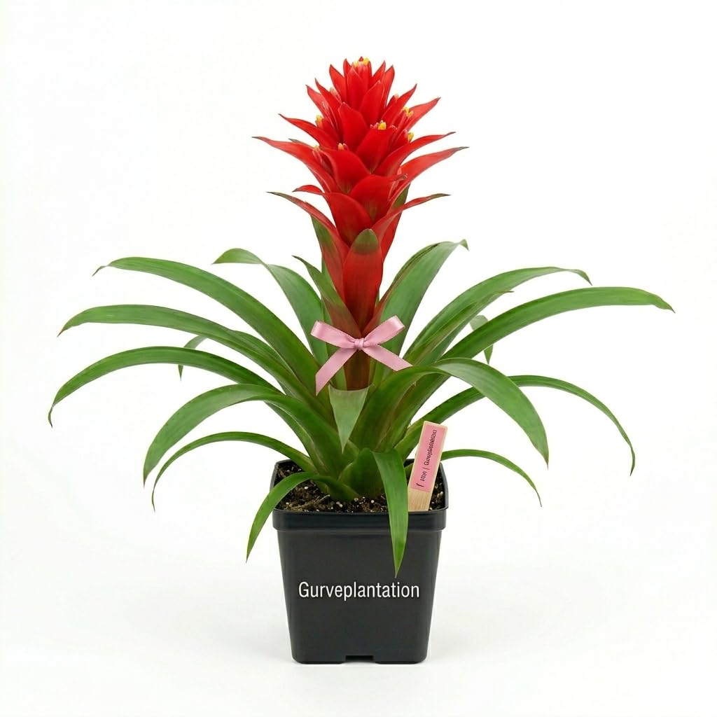 Guzmania Red Live Flowering Plant Indoor Outdoor Houseplant Ornamental Plant Home Garden Balcony Decor Nursery Pot – Pack of 1-picture-27