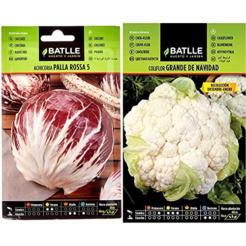 Achicoria PALLA ROSSA 5 & Coliflor grande NAVIDAD (dic-en)