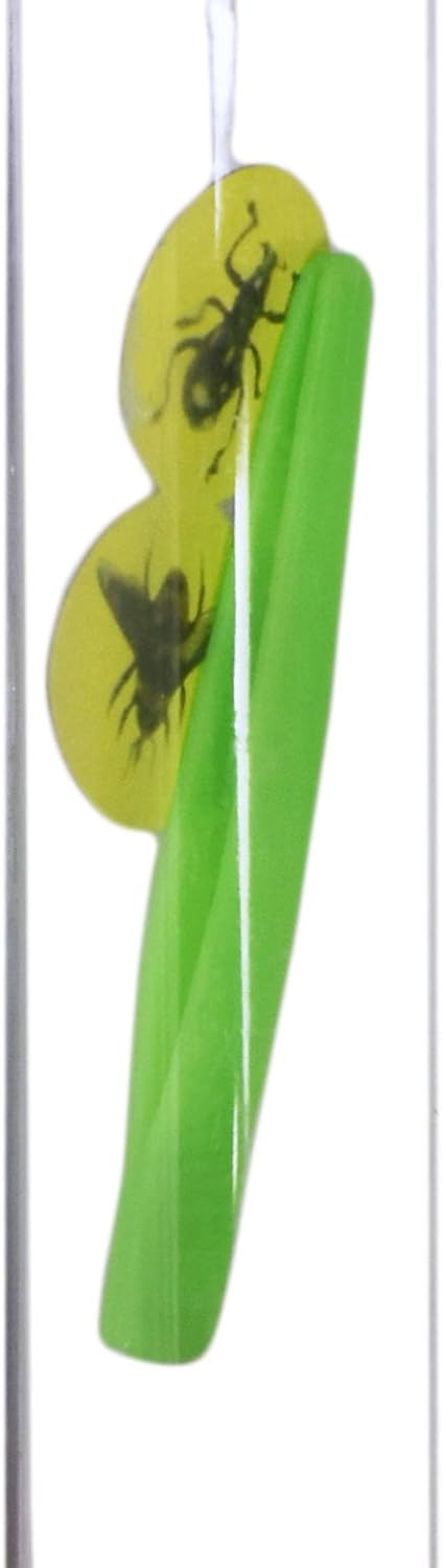 Children's Magnifying Glasses! Educational Kit for Your Little Explorer - Perfect for Classes, Feild Trips, Hikes or Playing Outside! (Set of 3 Red Purple and Yellow)