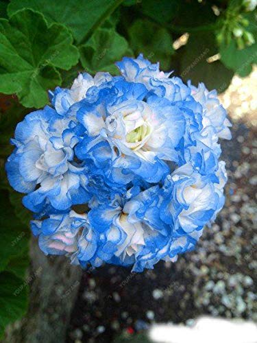See full amazon price history chart for 99 Pcs Geranium Seeds Perennial Flower Seeds As Pelargonium Peltatum Flowers Geranium Seeds Ing Garden : Multi-Colored 99 Pcs Geranium Seeds Perennial Flower Seeds As Pelargonium Peltatum Flowers Geranium Seeds Ing Garden : Multi-Colored (B083SQK714) Amazon Price History, Amazon Price Tracker