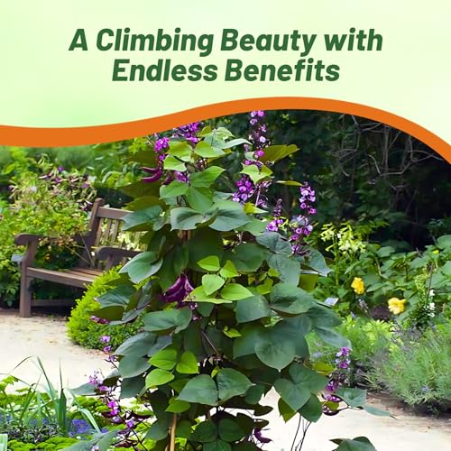 Image of Outsidepride Green Lablab Hyacinth Bean Vine Seeds - 200 Pcs Perennial, Fast Growing Vegetable Seeds for Planting with Fragrant Foliage for Garden & Edible Flower and Pods for Culinary Uses