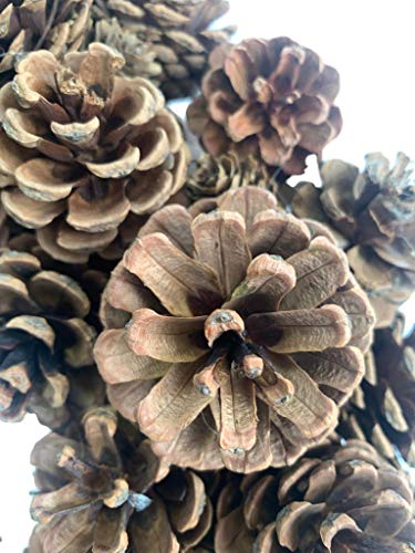 Huashen 20 Inch Fall Front Door Wreath Natural Pinecone Wreath Polyfoam Base Flower Farmhouse Grapevine Wreath Blossom Cluster Wreath For Thanksgiving Celebration Front Door Wall Window Christmas Decor thumb #3