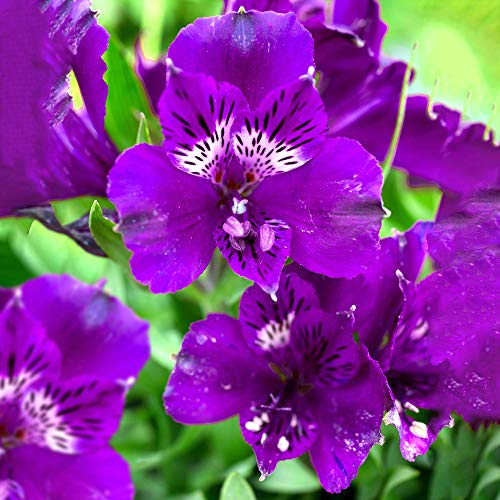Alstroemeria Colorita Tamara Outdoor Flowering Lilies Herbaceous Perennial (20-30cm (Incl. Pot))