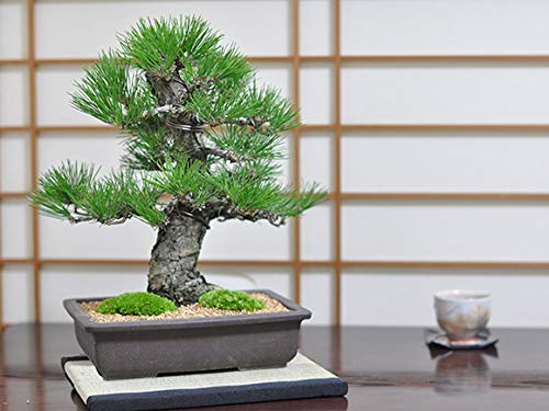 Amazon.co.jp: 盆栽妙 黒松 威風堂々 開店祝い 大型 高級 ギフト 観葉