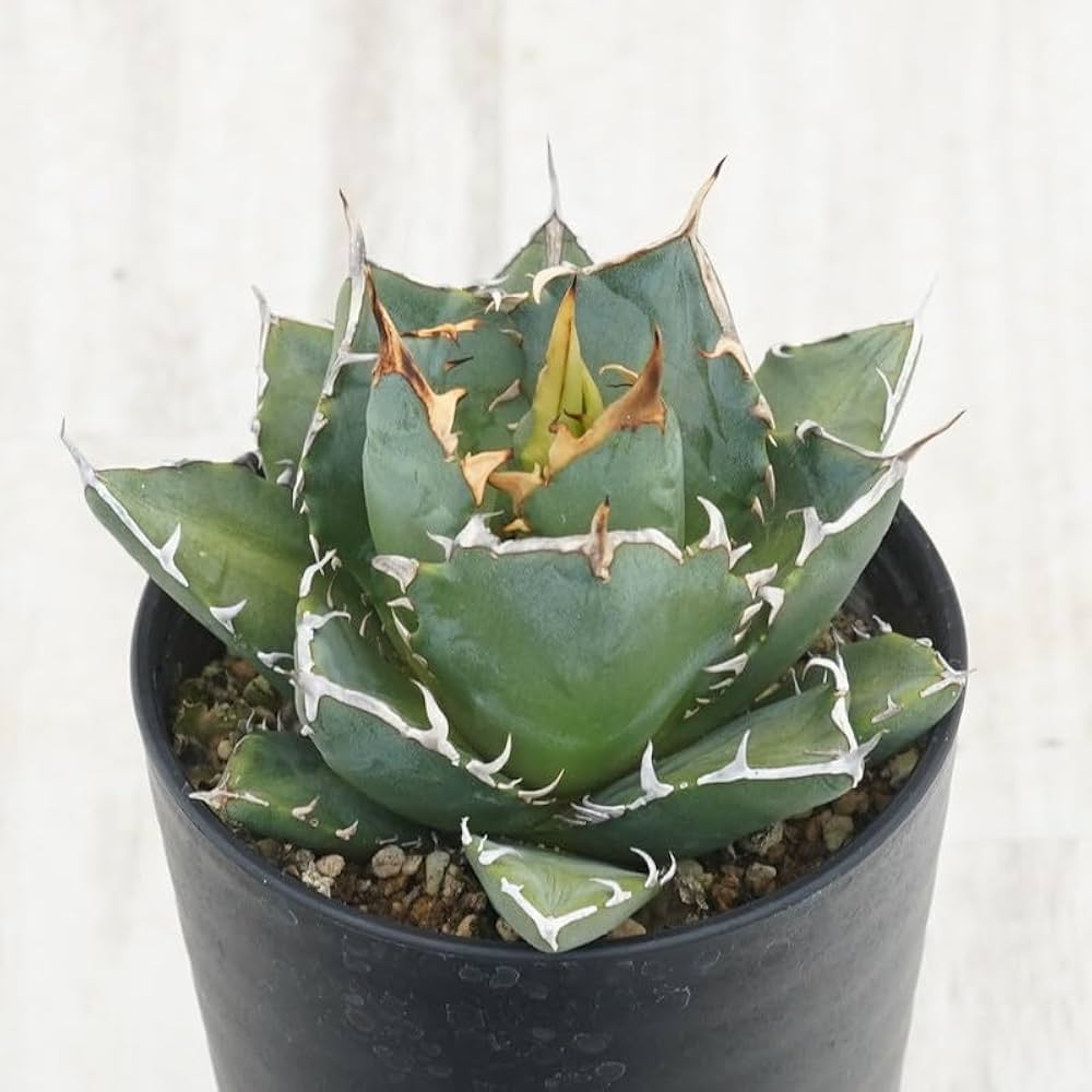 Amazon|アガベ・チタノタ「三叉戟(トライデント)」 3.5号鉢|観葉 Amazon|アガベ・チタノタ「三叉戟(トライデント)」 3.5号鉢|観葉