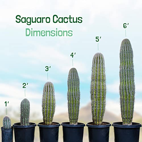 Cactus Outlet - Live Saguaro Cactus, Cactus Plants Live, Large Outdoor Live Cactus 3’ - Thumbnail 2