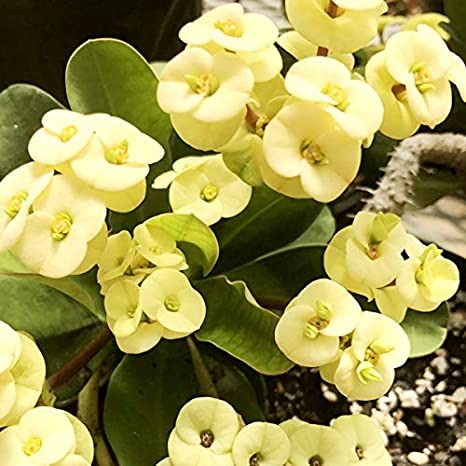 GreenCaart Live Yellow Euphorbia Milii Healthy Hybrid Live plant With Mini Pot Pack of 1 (B0BR994BJS) Amazon Price History, Amazon Price Tracker