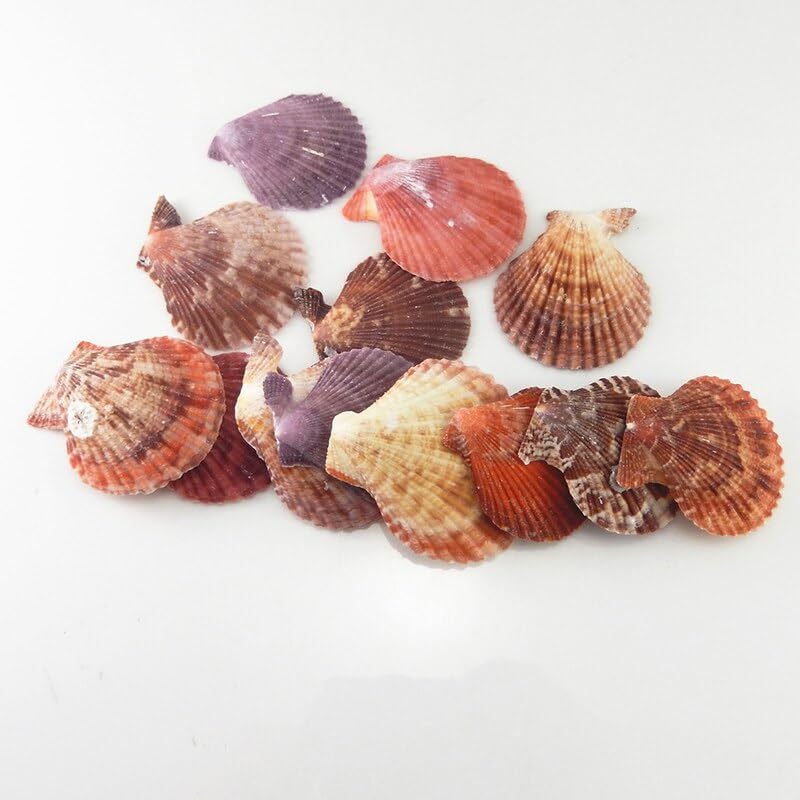 Amazon.co.jp: 20 個カラフルな貝殻装飾天然ホタテ貝殻工芸装飾 DIY
