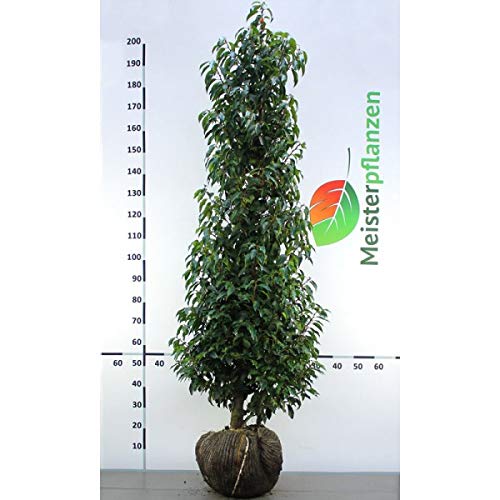 Gardline - Portugiesischer Kirschlorbeer 160-180cm. 3-150 St. Lorbeer als  Sichtschutz Hecke - 22 St. (ca. 11 Meter) : Amazon.de: Garten