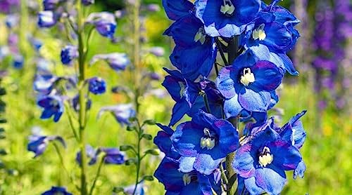 Image of Blue Delphinium Larkspur Flower Seeds For Home Garden - 35+ Seeds - Grow Year Round - All India